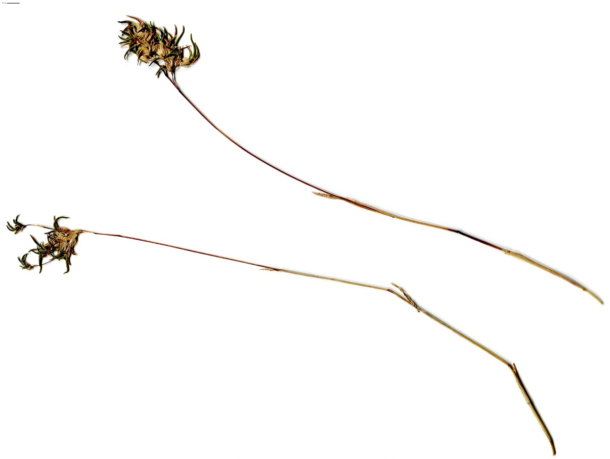 Poa alpina subsp. alpina var. vivipara (Poaceae)